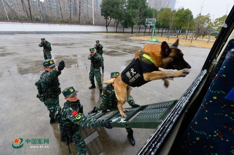 鸽子汤的做法